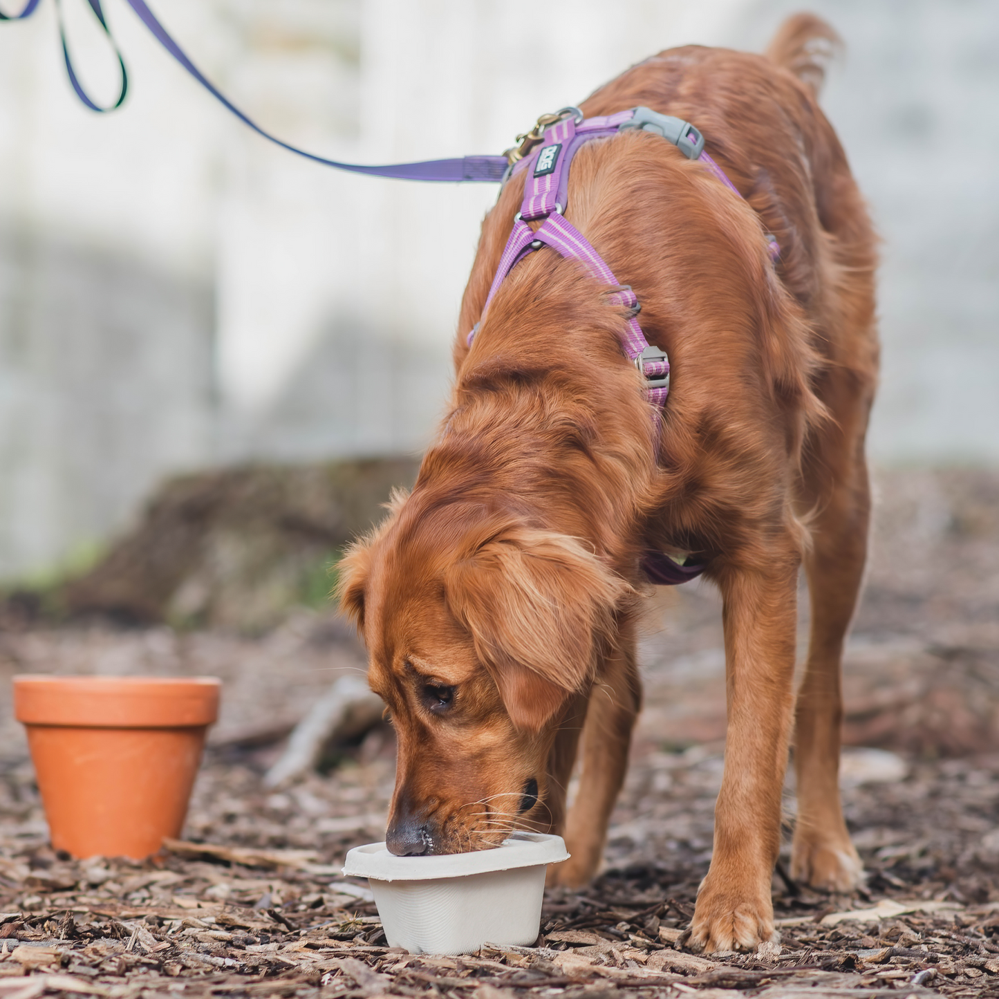 Scentwork Fundamentals - (Level 1) Course