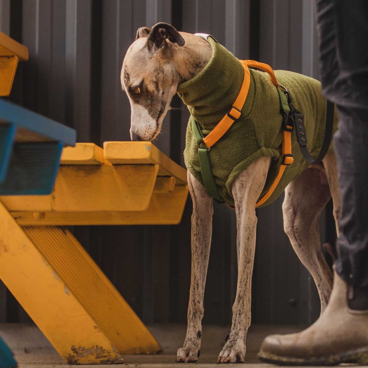 Scentwork Elements - (Level 2) Course