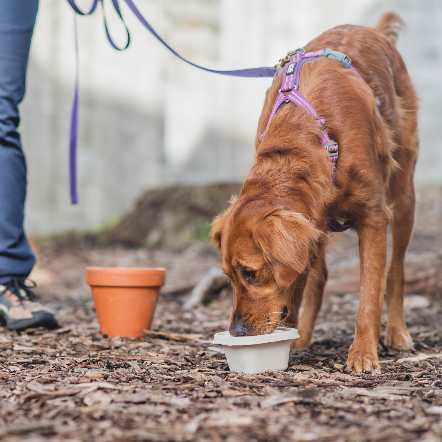 Dog on leash searching small assorted containers.