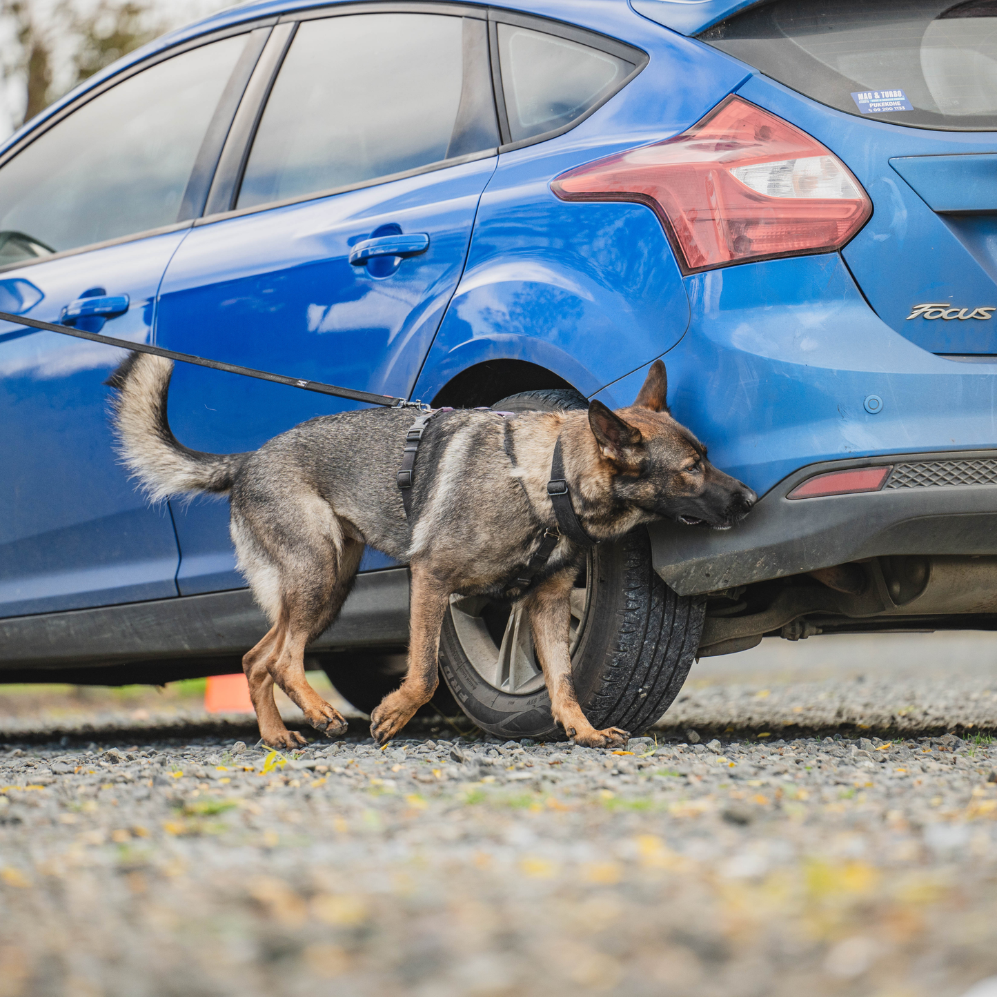 German shepherd dog searching a blue vehicle.
