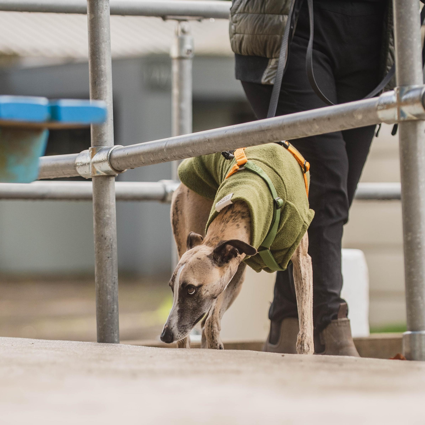 Whippet dog searching under a rail.