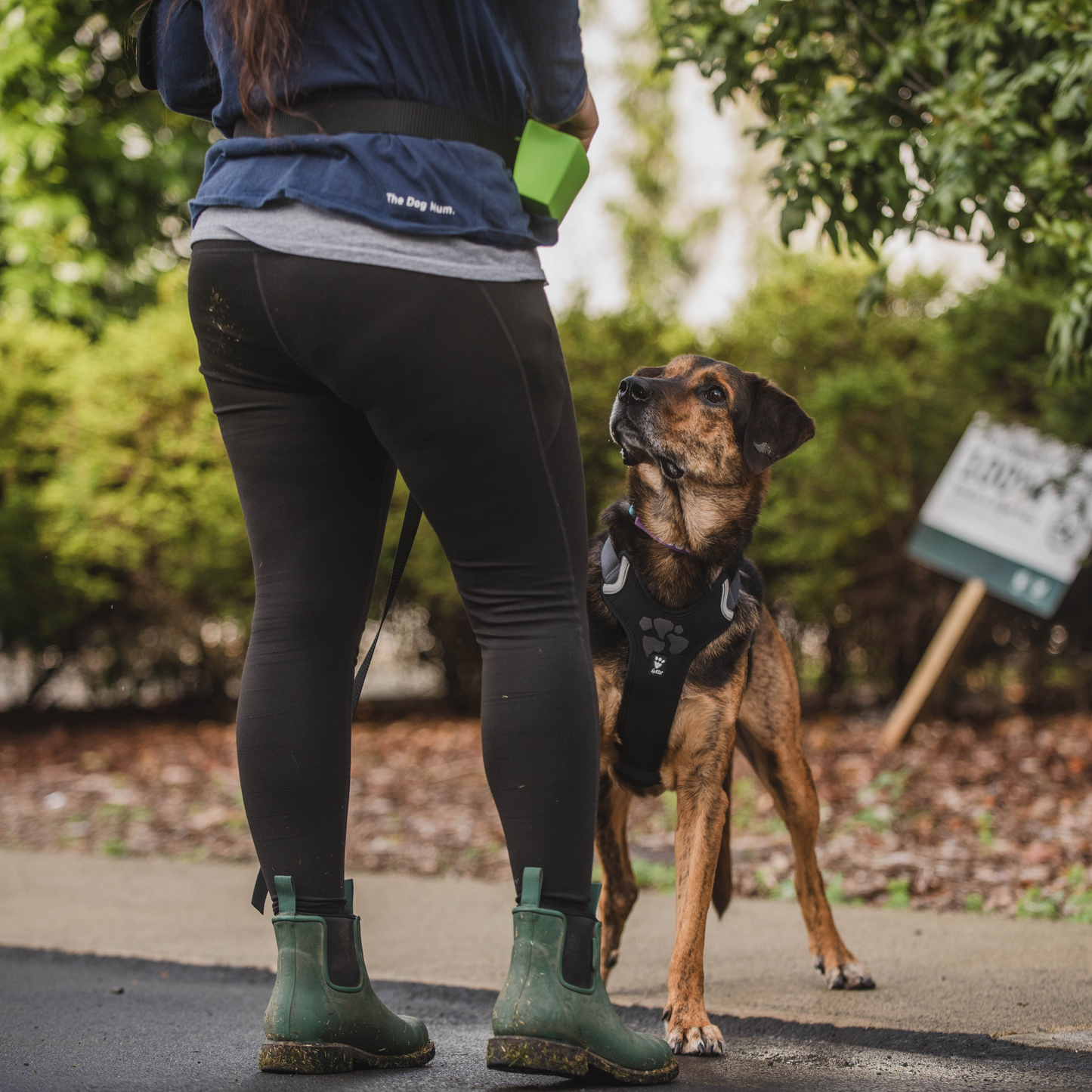 Dog looking at human.