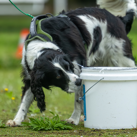 Buried Hides: What Happens Between Source and the Dog?