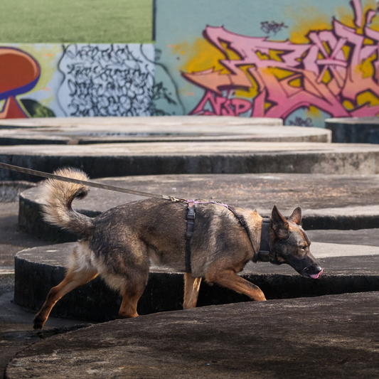Corban Estate Nosework Trial Recap, June 7, 2026