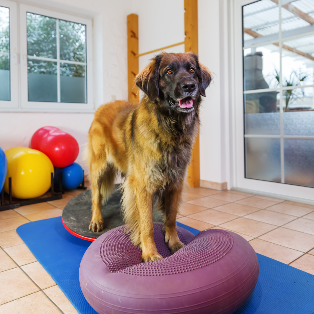Hosting a Bobbie Lyons Canine Fitness Seminar in New Zealand