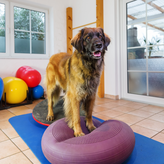 Hosting a Bobbie Lyons Canine Fitness Seminar in New Zealand