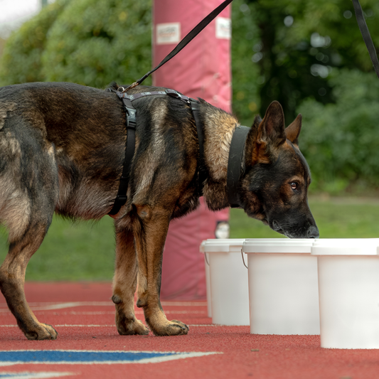 Stanhope Road School Nosework Trial Recap, August 8th -9th, 2026