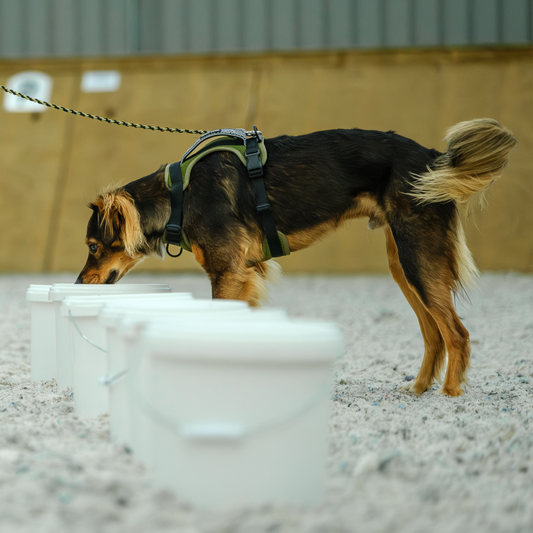 RDA Nosework Trial Recap, September 12, 2026