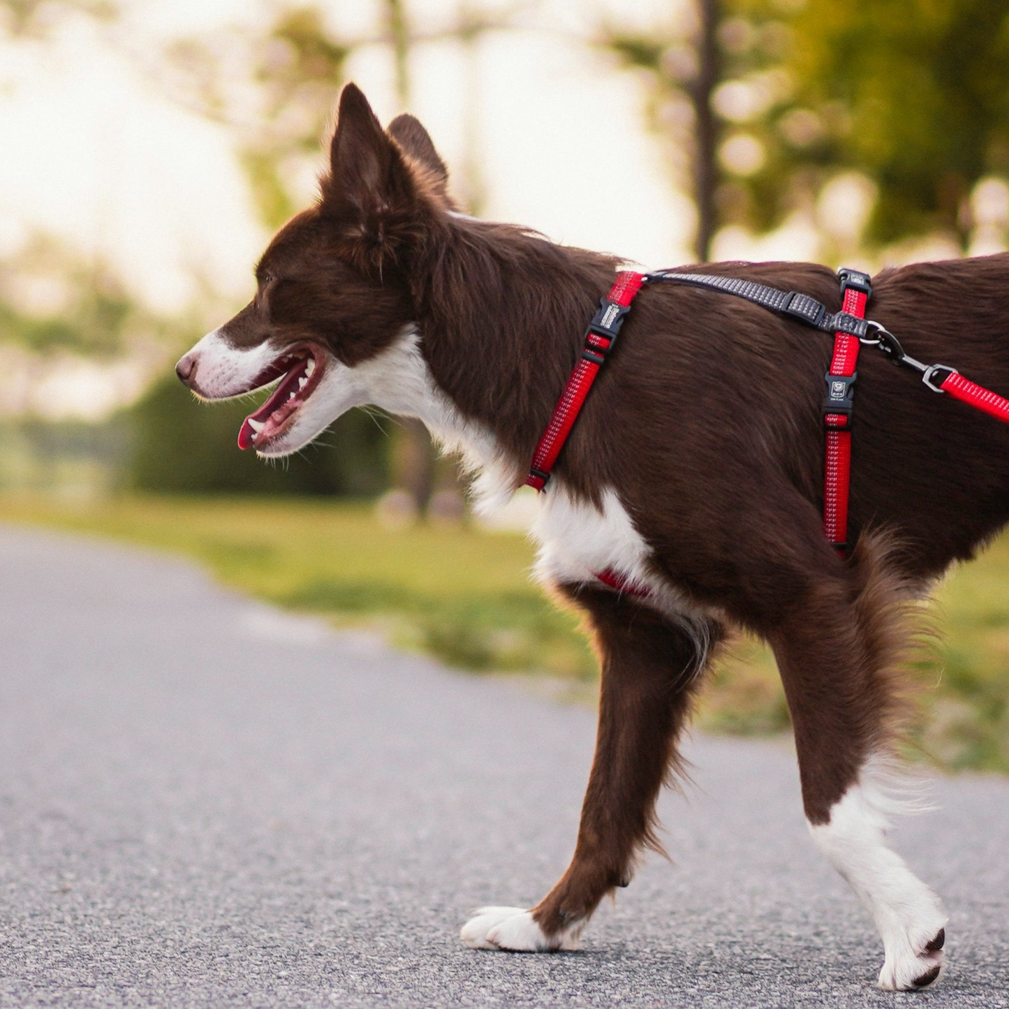 Blue-9 Reflective Balance Harness