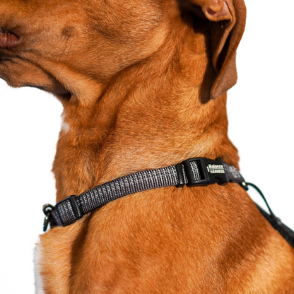 Up close details on a brown dog wearing a grey blue-9 balance reflective harness and the closure at the neck.