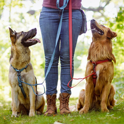 Two dogs, one wearing a blue blue-9 balance reflective harness with matching blue leash and the other dog wearing a red blue-9 balance reflective harness with matching red leash, sitting next to a person's legs outdoors.