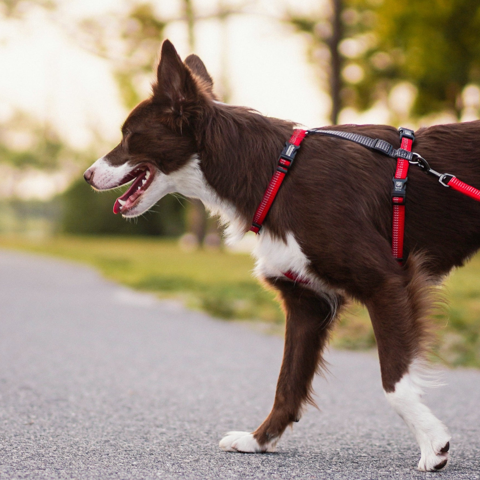 A brow and white dog wearing a red blue-9 reflective balance harness walking outdoors.