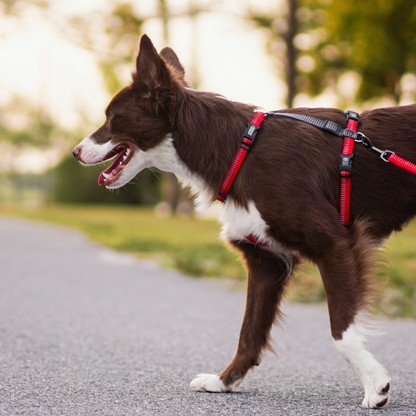 A brow and white dog wearing a red blue-9 reflective balance harness walking outdoors.