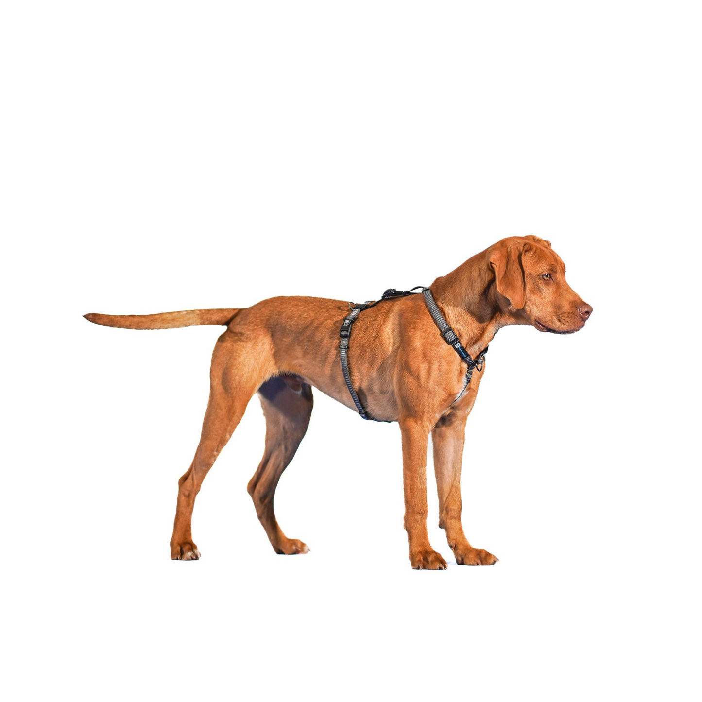 Dog wearing a great blue-9 reflective balance harness. 