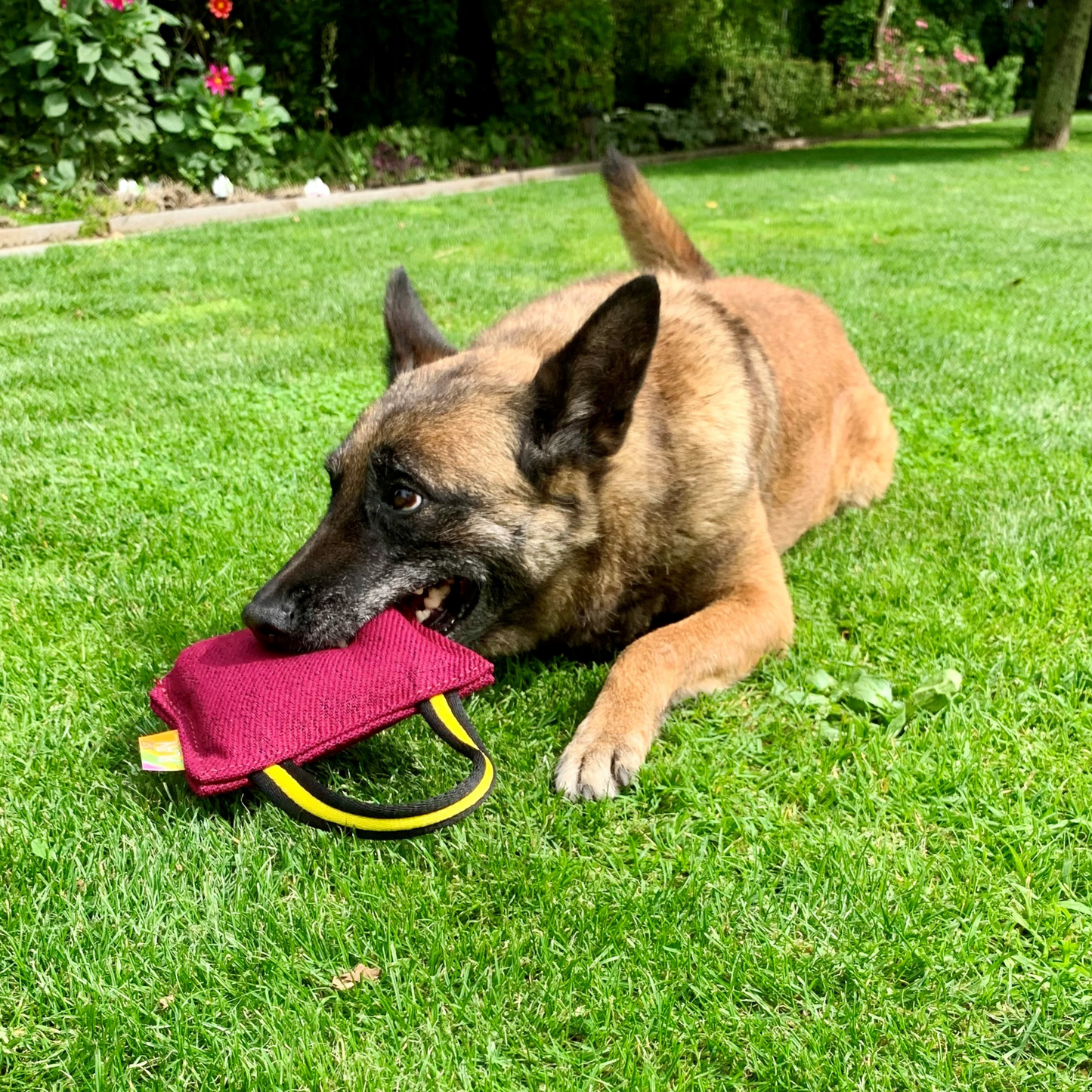 Working dog with the soft bite pillow in its mouth laying on the grass.