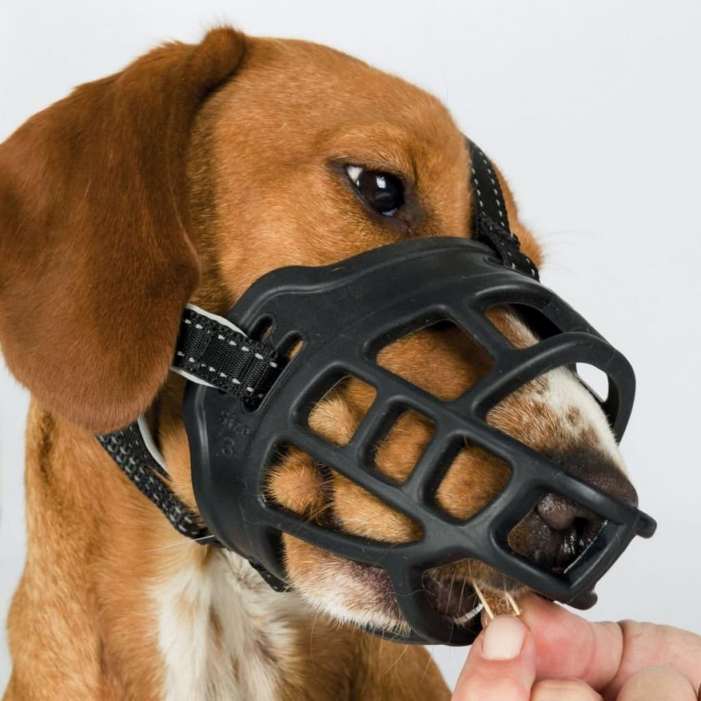 Dog wearing the Trixie flex silicon dog muzzle and eating a treat through it.