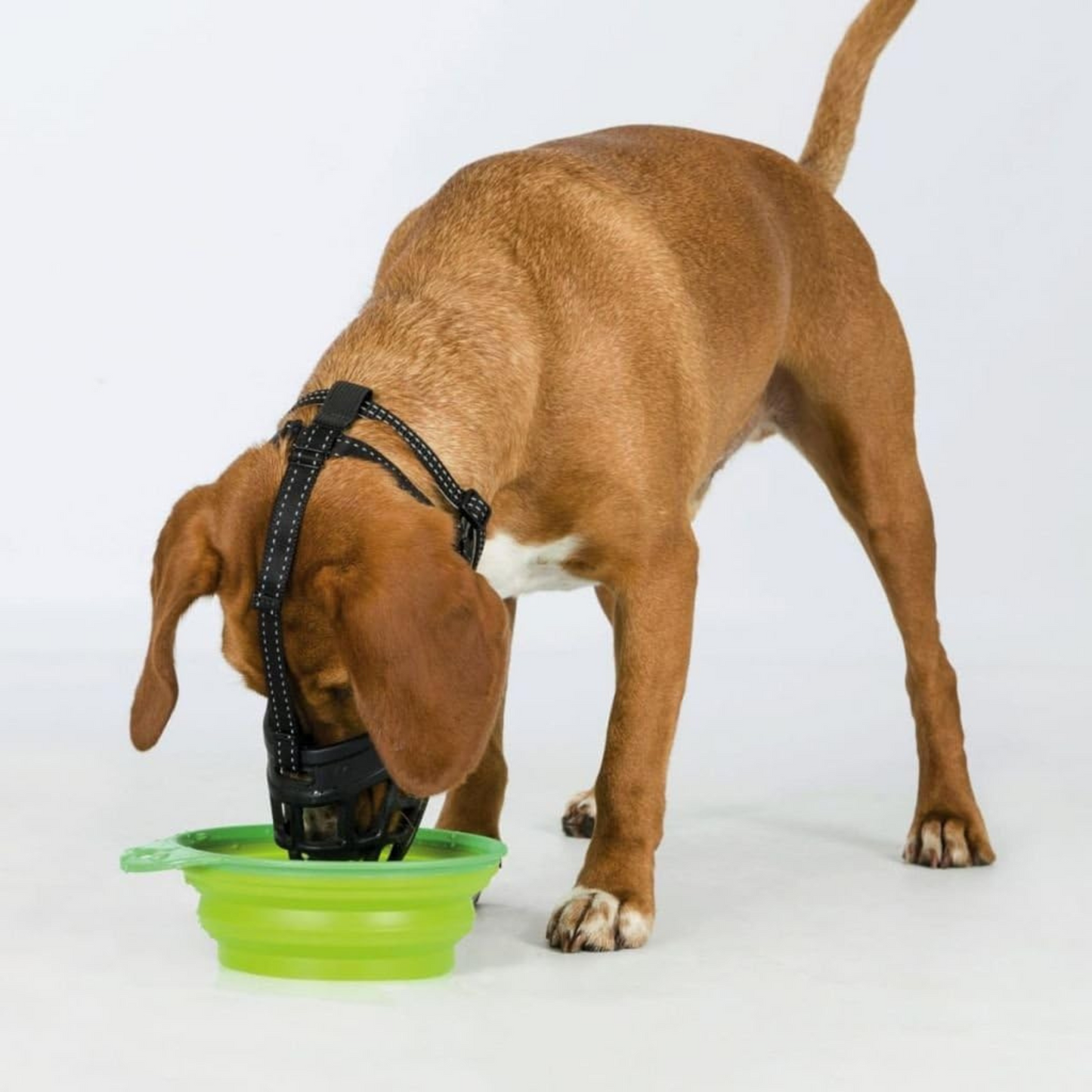 Dog wearing the Trixie flex silicon dog muzzle and drinking water out of a bowl.