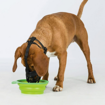 Dog wearing the Trixie flex silicon dog muzzle and drinking water out of a bowl.