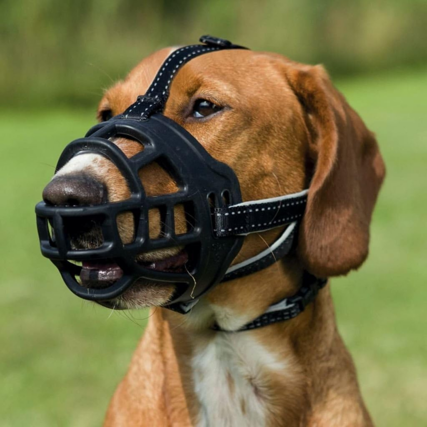 Dog wearing the Trixie flex silicon dog muzzle outside.